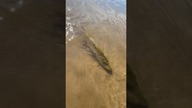 Szczupak.  #wędkarstwo #lucio #łowca #ryby #rybyrybyryby #wisła #szczupak #pike #angler #fishing