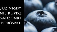 Najłatwiejszy i najefektywniejszy sposób rozmnażania borówki.