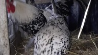 Appenzeller Spitzhauben - nowy nabytek