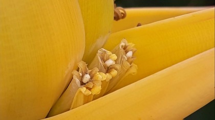 Banan Musella lasiocarpa macro zoom.  Przepiękny kwiat.