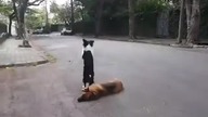 Zabawne zwierzęta - tresura psa