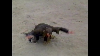 Robin Hood Faceci W Rajtuzach. VID-1717537411465 (1)