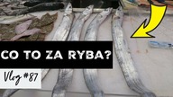 JAK WYGLĄDA TARG RYBNY W PORTUGALII?