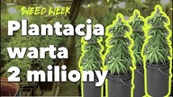 Porsche z konopi | Plantacja marihuany warta 2 mln | Sonda uliczna | #WeedWeek 27