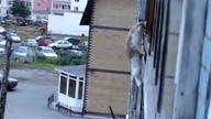 Kot Alpinista