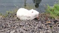 Kolonia piżmaków w Byczynie się rozrasta