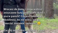 Nauka samotności dla psa #Pies #TreningPsa #SamotnośćPsa