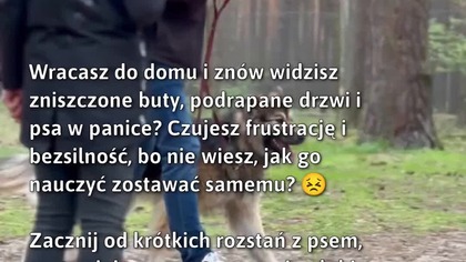 Nauka samotności dla psa #Pies #TreningPsa #SamotnośćPsa
