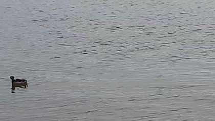 Dabbling Mallard Ducks On Wistula / Krzyżówki Szukają Żarła na Wiśle :-)