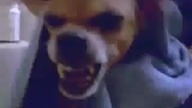 Wkurzony piesek