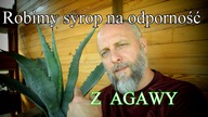 Robimy syrop na odporność.  Agawa cud!