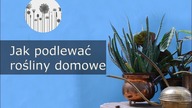 Jak prawidłowo podlewać rośliny domowe? Podlewanie kwiat&oacute;w doniczkowych