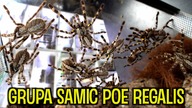 WIELKA grupówka Poecilotheria regalis- ILE ZOSTAŁO?