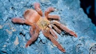 Dopuszczanie Tapinauchenius gigas!