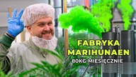 FABRYKA MEDYCZNEJ MARIHUANY W NIEMCZECH | Aurora Deutchland feat. Konopiarz