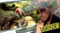 Ten WĄŻ NIE CHCE nowego terrarium  Lampropeltis floridana