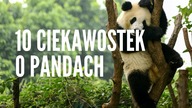 MIŚ PANDA I 10 CIEKAWOSTEK O TYM ZWIERZĄTKU #CHINY
