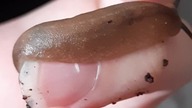 Veronicella slug 