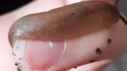 Veronicella slug 