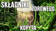 Składniki zdrowego kopyta
