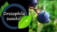 Drosophila suzukii atakuje!