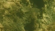 dorada