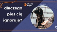 Dlaczego pies cię ignoruje?