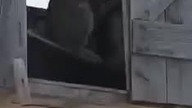 Rysiu na dziki poluje