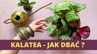 KALATEA- Calathea uprawa pielęgnacja podlewanie Jak dbać o kalateę ?