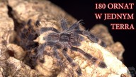 180x Poe ornata w jednym terrarium! KARMIENIE!