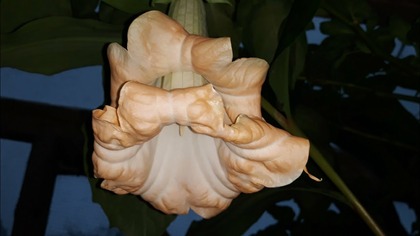 Brugmansja nie Datura. Długo powtarza kwitnienie +pachnące kwiaty.  Jak odróżnić.