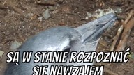 Niewiarygodne Fakty O Pingwinach, W Które Nie Uwierzysz! pt2
