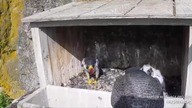 Polowanie sokoła ! CO on UPOLOWAŁ ?