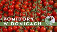 Uprawa Pomidorów w Donicach na balkonie, tarasie.  Jak sadzić POMIDORY w donicach