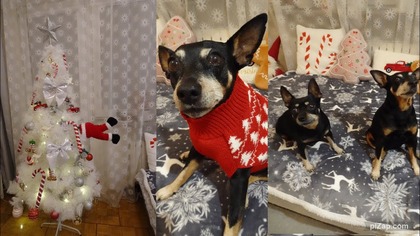 Vlogmas 11 Ubieram choinkę