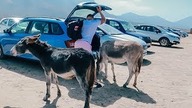 OSIOŁ ZJADŁ KANAPKI Z BAGAZNIKA | COFETE | FUERTEVENTURA | DLM