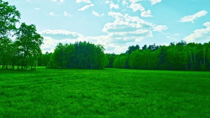 Posłuchaj, jak śpiewa łąka! (Ptaki i świerszcze)