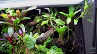 Aktualizacja GEKONÓW! Paludarium toke oraz orzęsek