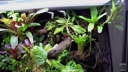 Aktualizacja GEKONÓW! Paludarium toke oraz orzęsek