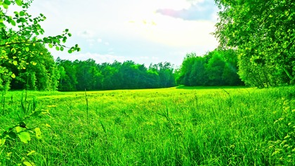 Wind and Meadow: Pure Relaxation with Nature