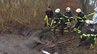 Koń uratowany ,biedny zwierzak wpadł do dziury z błotem - Akcja ratunkowa