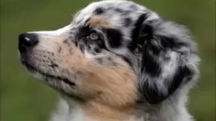 Pysk Psa - wersja 10 godzinna