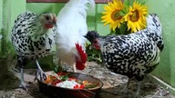 Kogut Leghorn - przywitanie z kurkami