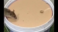 Simple rat trap