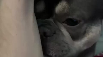 Wdzięczny Secik podczas odpoczynku.