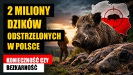 2 miliony dzików odstrzelonych w Polsce.  Konieczność czy bezkarność?