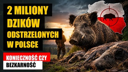 2 miliony dzików odstrzelonych w Polsce.  Konieczność czy bezkarność?