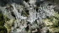 Kilogram marihuany w restauracji w Sosnowcu