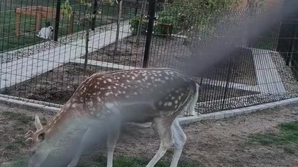 Reindeer and Bunny 