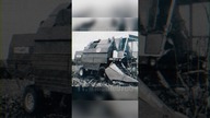 Kombajny Bizon w kukurydzy #matheo780